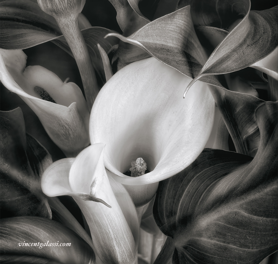 Pentax 645D + smc PENTAX-FA 645 Macro 120mm F4 sample photo. Calla lily, pahrump, nv, #001 photography