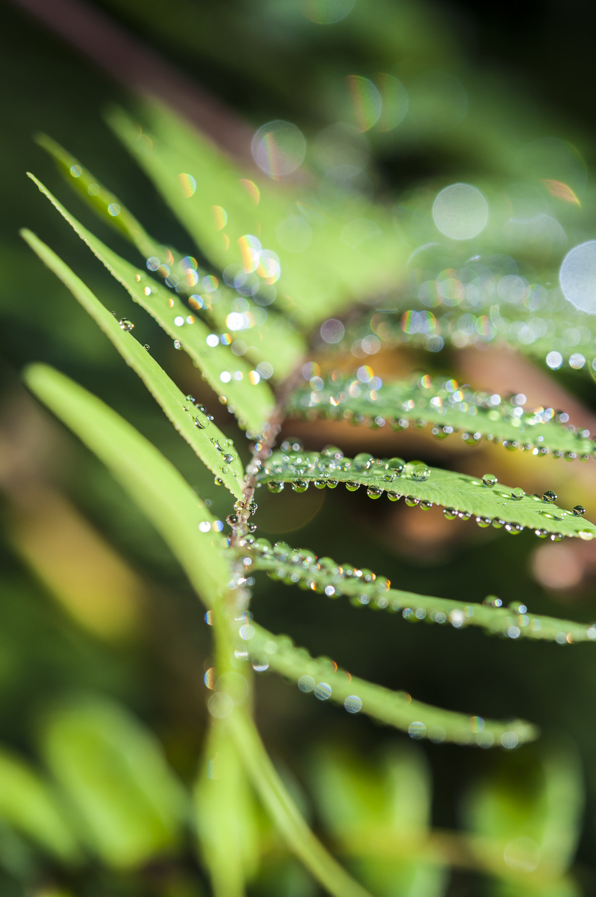 Nikon AF-S Micro-Nikkor 60mm F2.8G ED sample photo. Raidrops photography