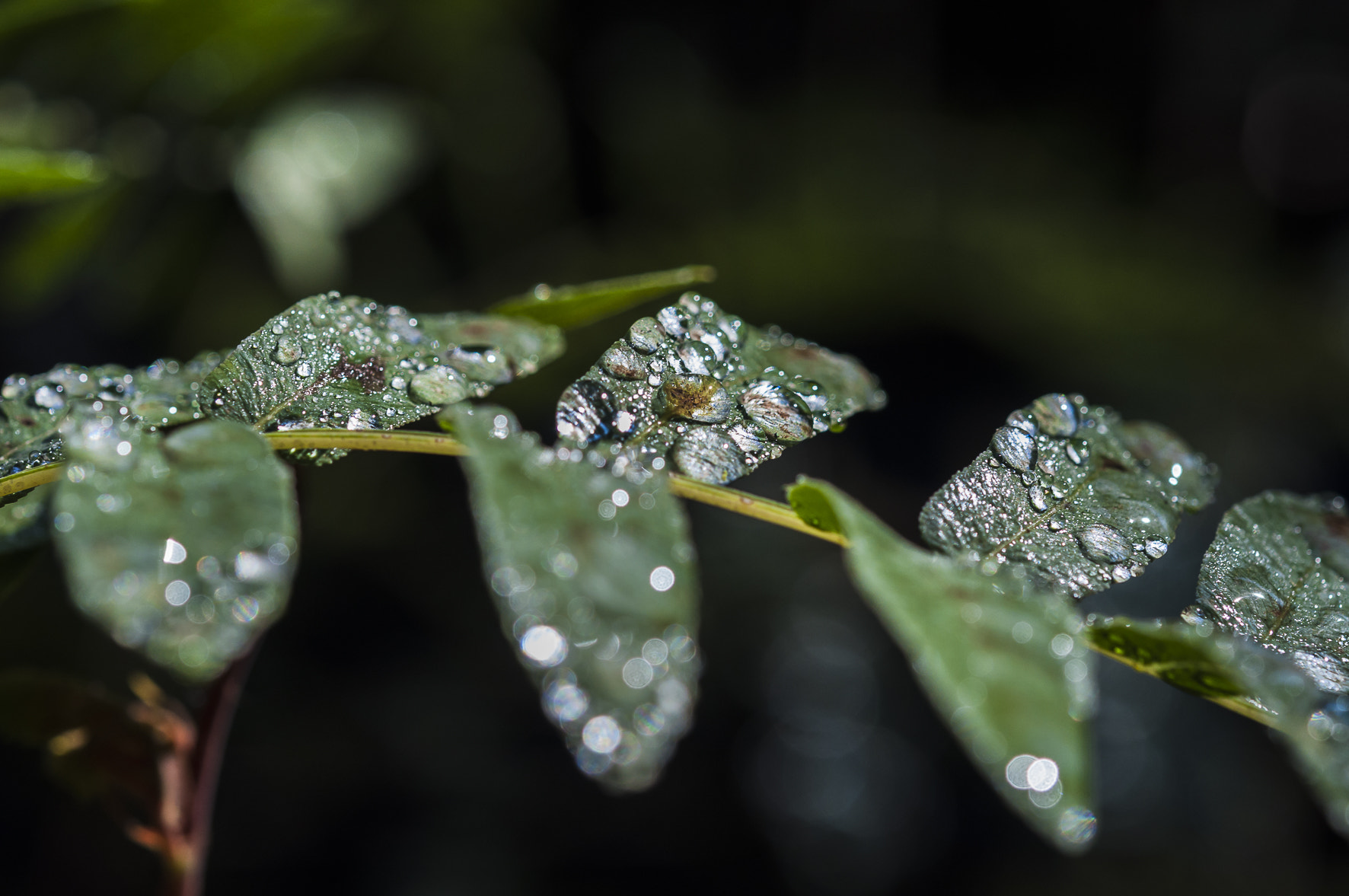 Nikon AF-S Micro-Nikkor 60mm F2.8G ED sample photo. Raidrops photography