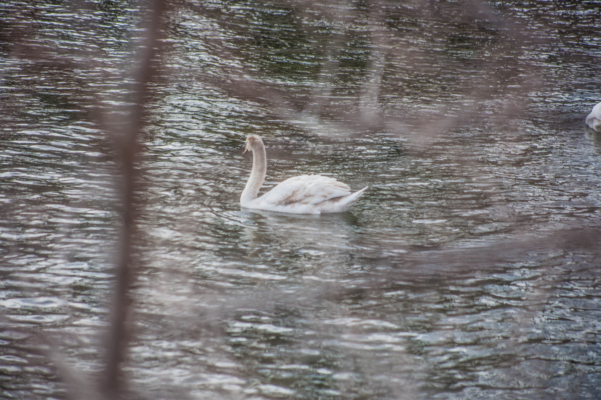Canon EOS 5D + Canon EF 75-300mm f/4-5.6 USM sample photo. Swan where you headed? photography