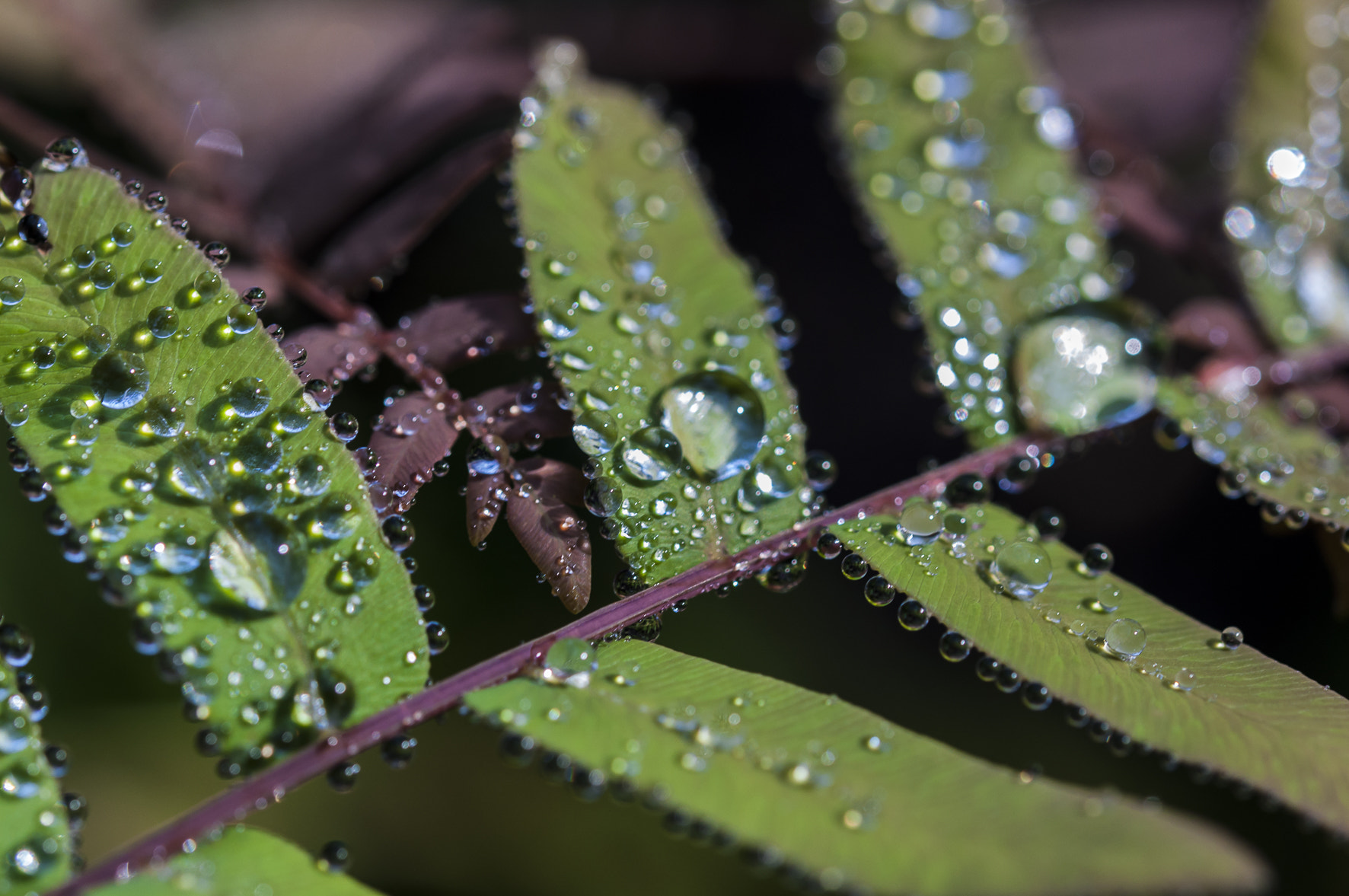 Nikon AF-S Micro-Nikkor 60mm F2.8G ED sample photo. Raidrops photography