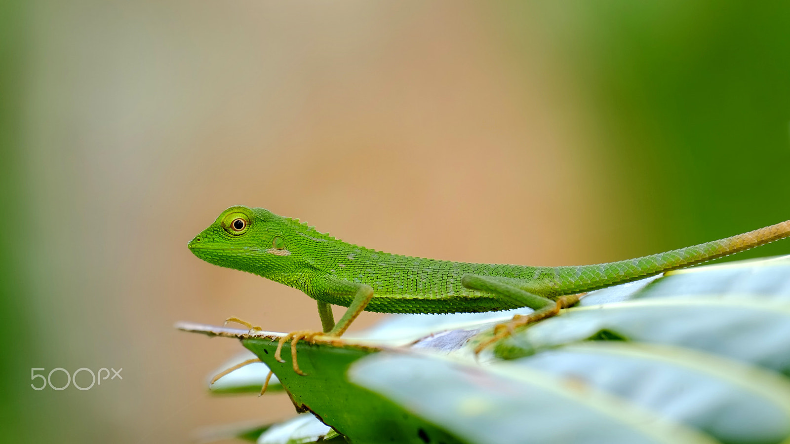 Fujifilm X-M1 + Fujifilm XC 50-230mm F4.5-6.7 OIS II sample photo. Bronchocela jubata in the wild photography