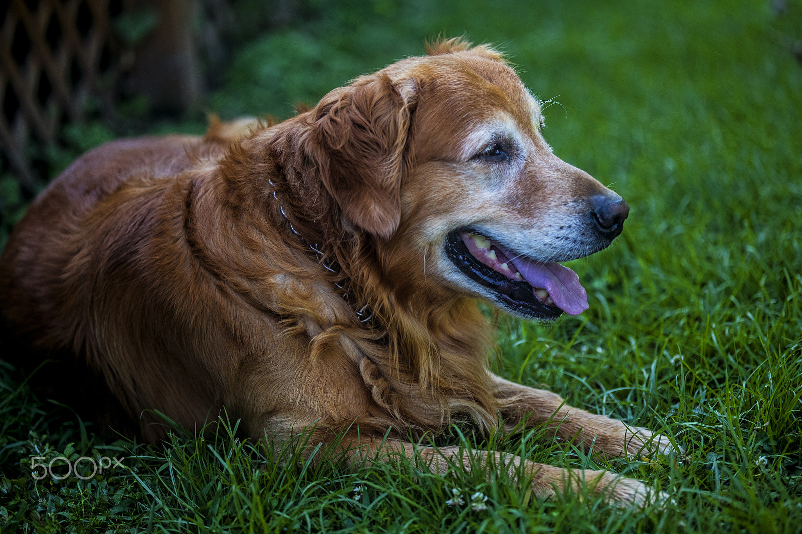 Canon EF 100mm F2.8 Macro USM sample photo. Portrait of gus i0316t photography
