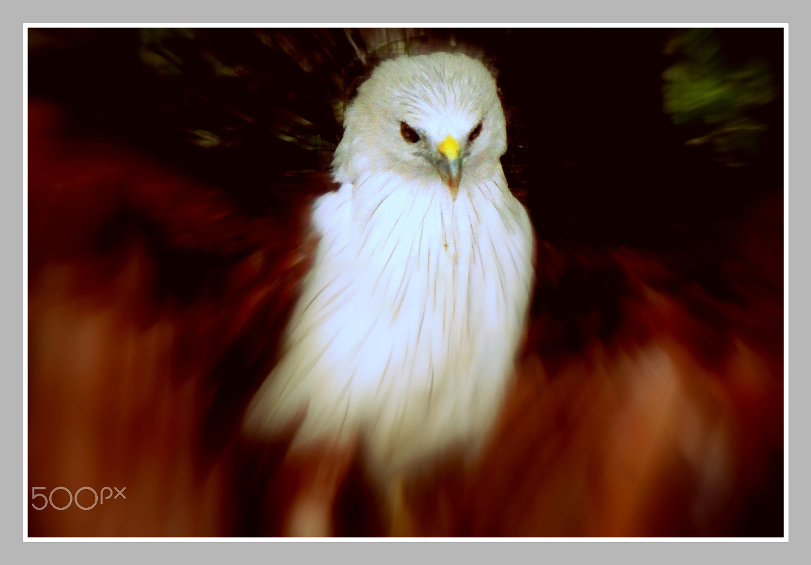 Ricoh WG-4 sample photo. I will fy on my father's wings photography