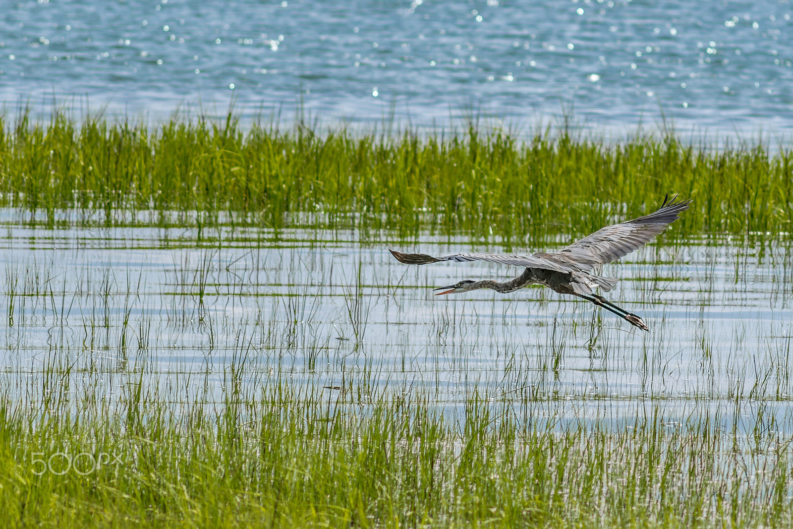 Nikon D3300 + AF Nikkor 300mm f/4 IF-ED sample photo. Great blue heron in flight photography