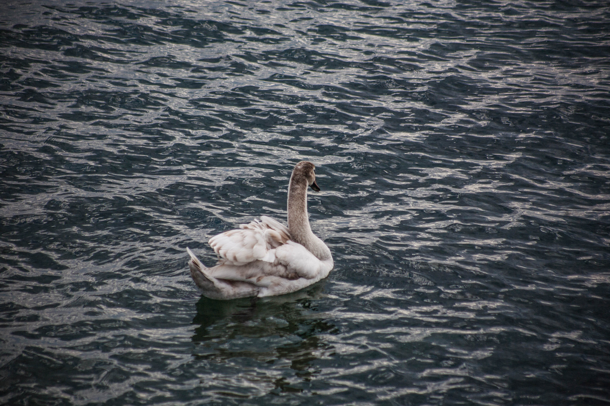Canon EF 75-300mm f/4-5.6 USM sample photo. Enjoying another day photography