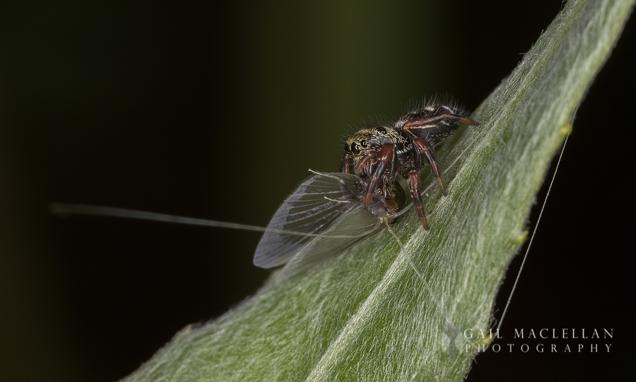 Canon MP-E 65mm F2.5 1-5x Macro Photo sample photo. Jumping spider with prey photography