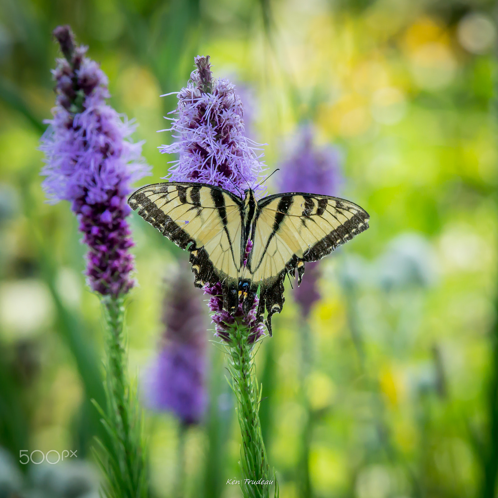 Sony a6000 + Tamron SP 150-600mm F5-6.3 Di VC USD sample photo. July at shaw's photography