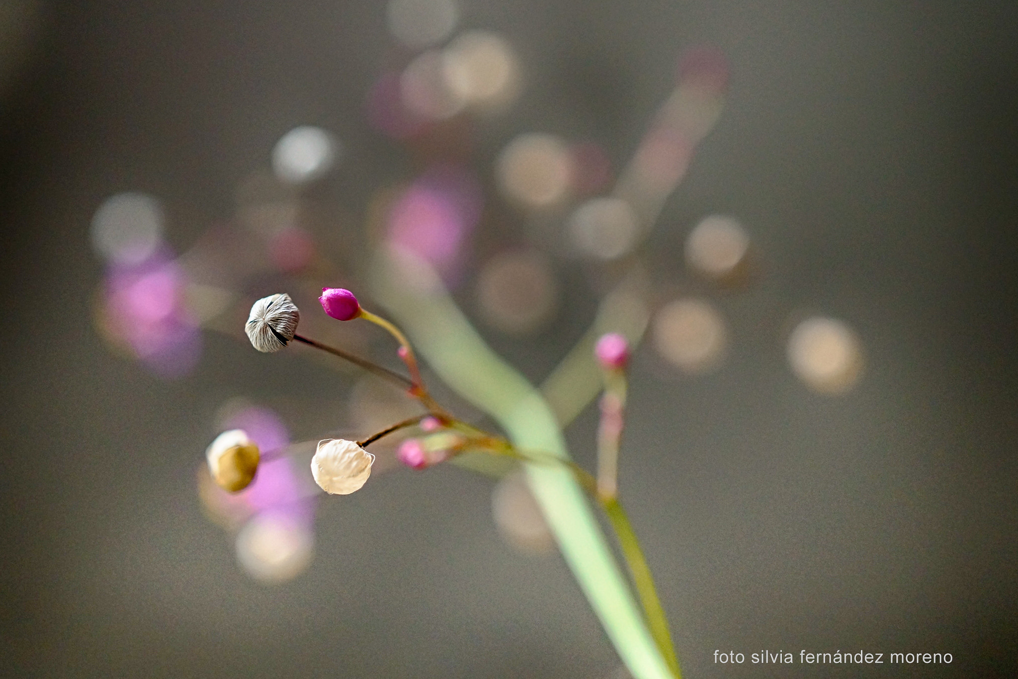 Sony Alpha NEX-F3 + Sony E 30mm F3.5 Macro sample photo. Macro minimal photography