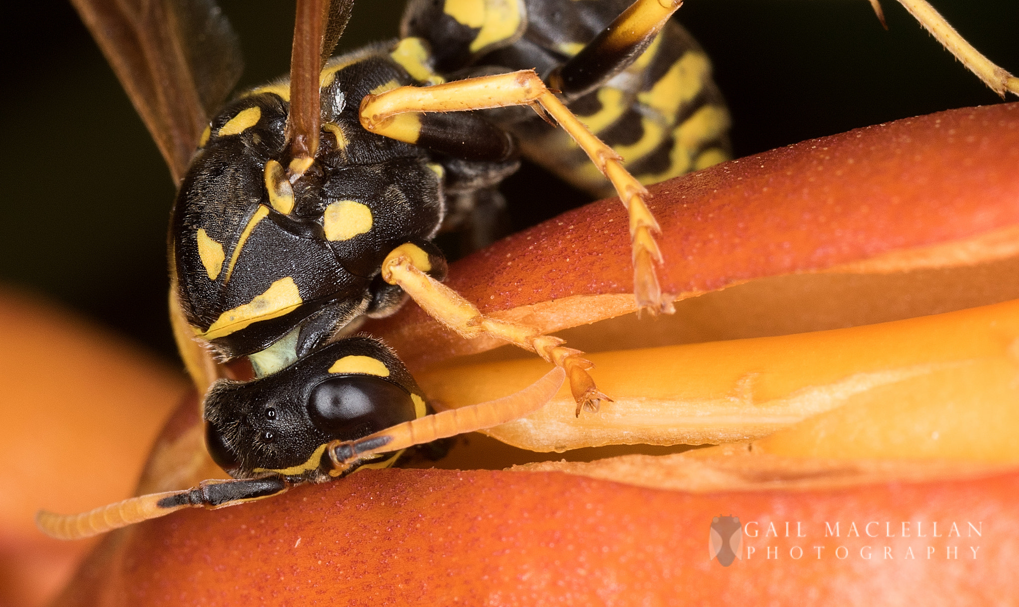 Canon MP-E 65mm F2.5 1-5x Macro Photo sample photo. Bee photography