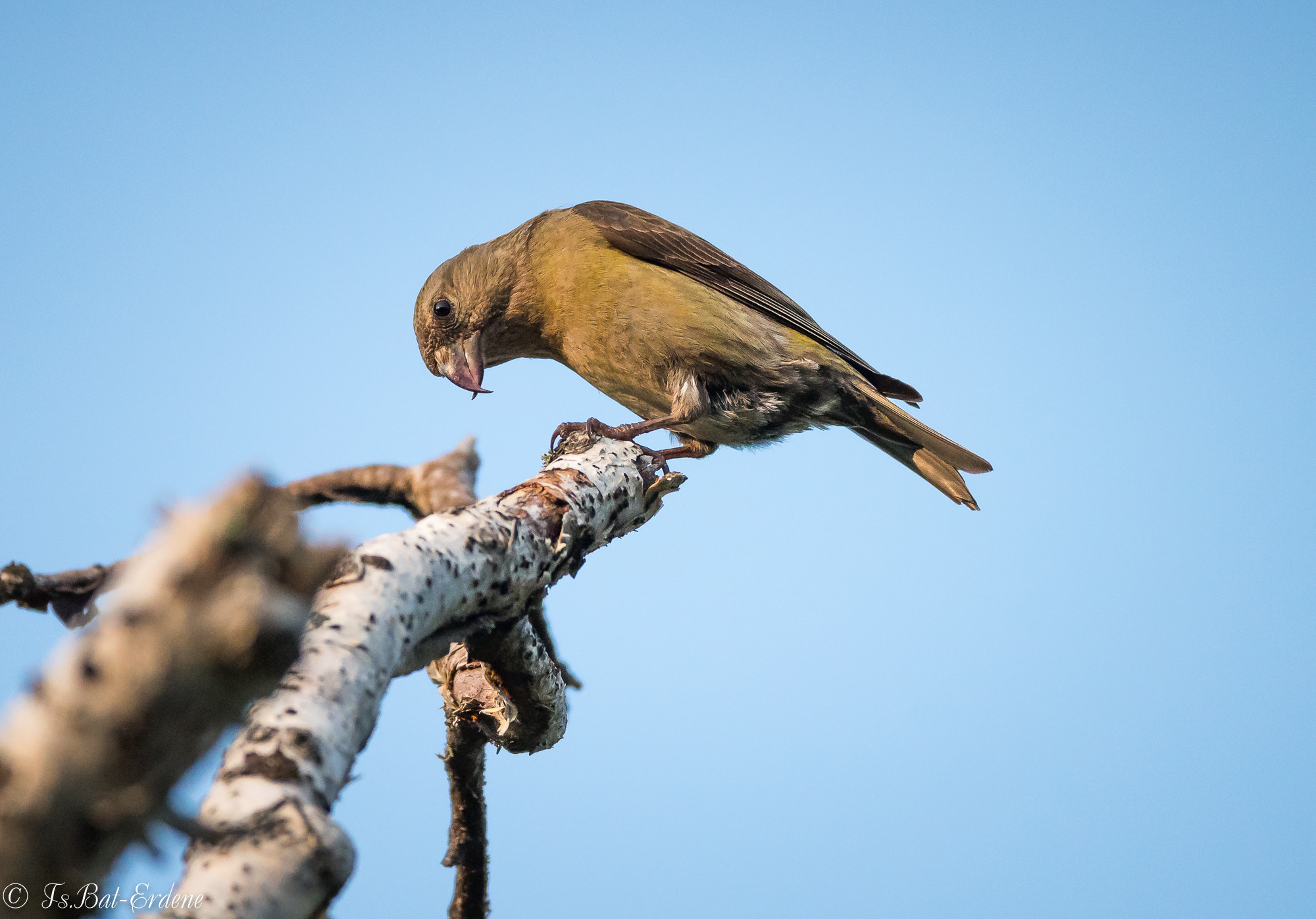 Nikon AF-S Nikkor 600mm F4E FL ED VR sample photo. Tsbat photography