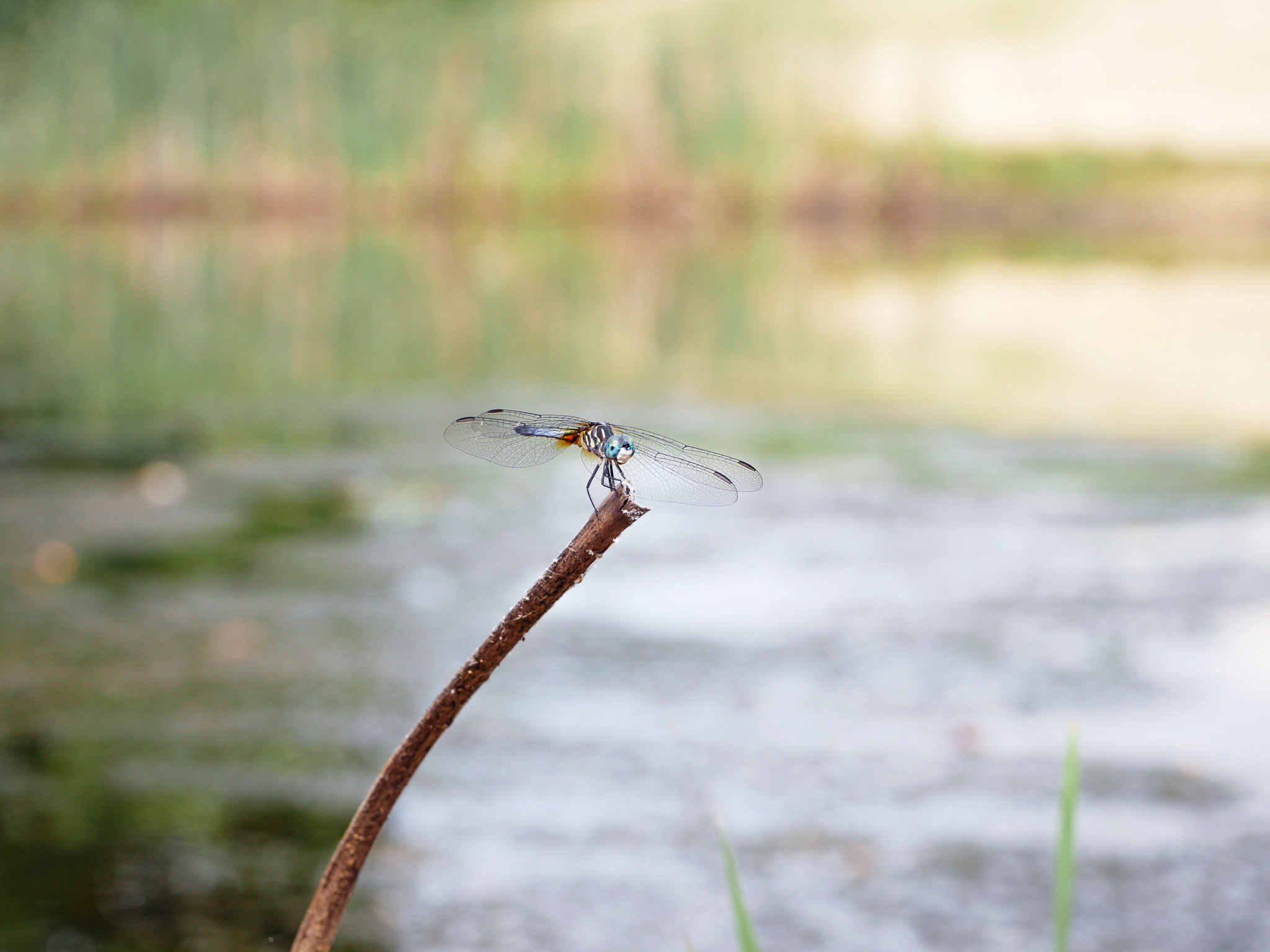 Panasonic Leica DG Macro-Elmarit 45mm F2.8 ASPH OIS sample photo. Blue dasher photography