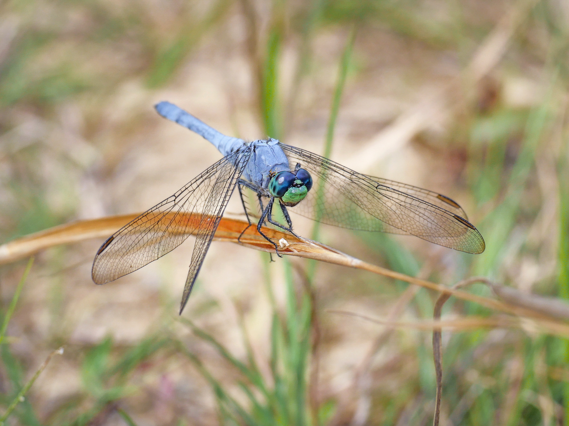 Panasonic Leica DG Macro-Elmarit 45mm F2.8 ASPH OIS sample photo. Eastern pondhawk photography