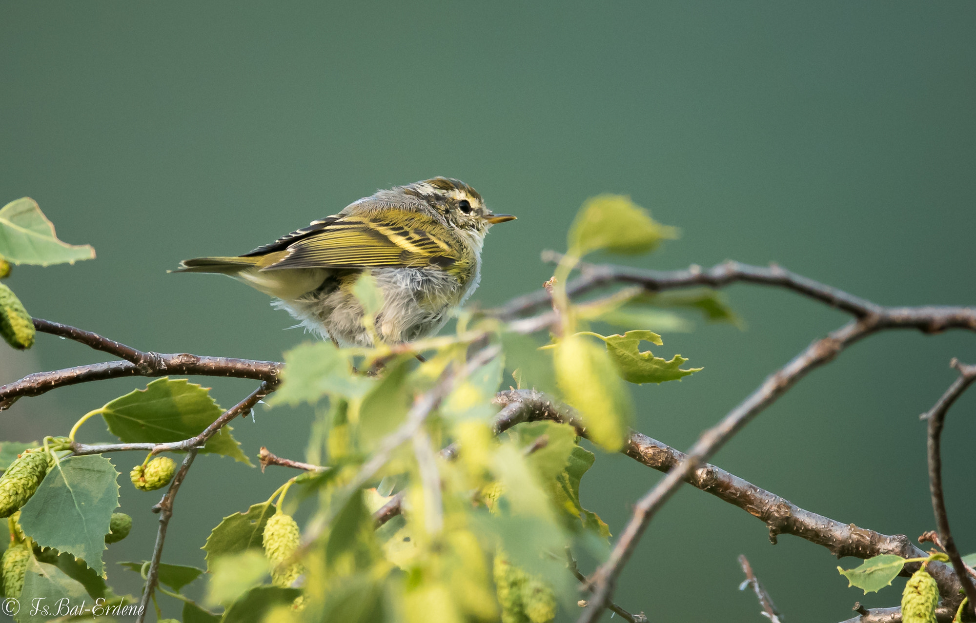 Nikon AF-S Nikkor 600mm F4E FL ED VR sample photo. Tsbat photography