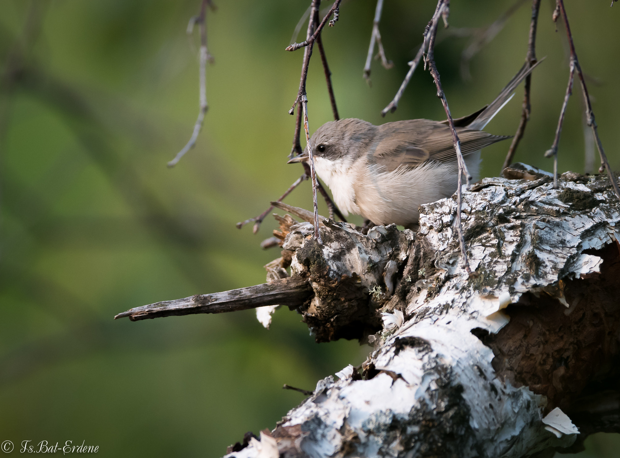 Nikon AF-S Nikkor 600mm F4E FL ED VR sample photo. Tsbat photography