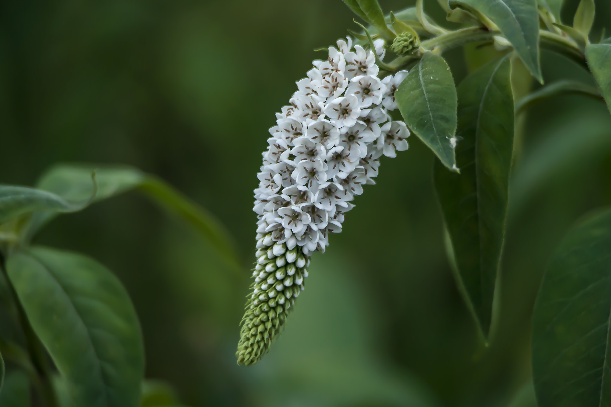 Samsung NX20 + Samsung NX 50-200mm F4-5.6 ED OIS sample photo. White flower spike photography