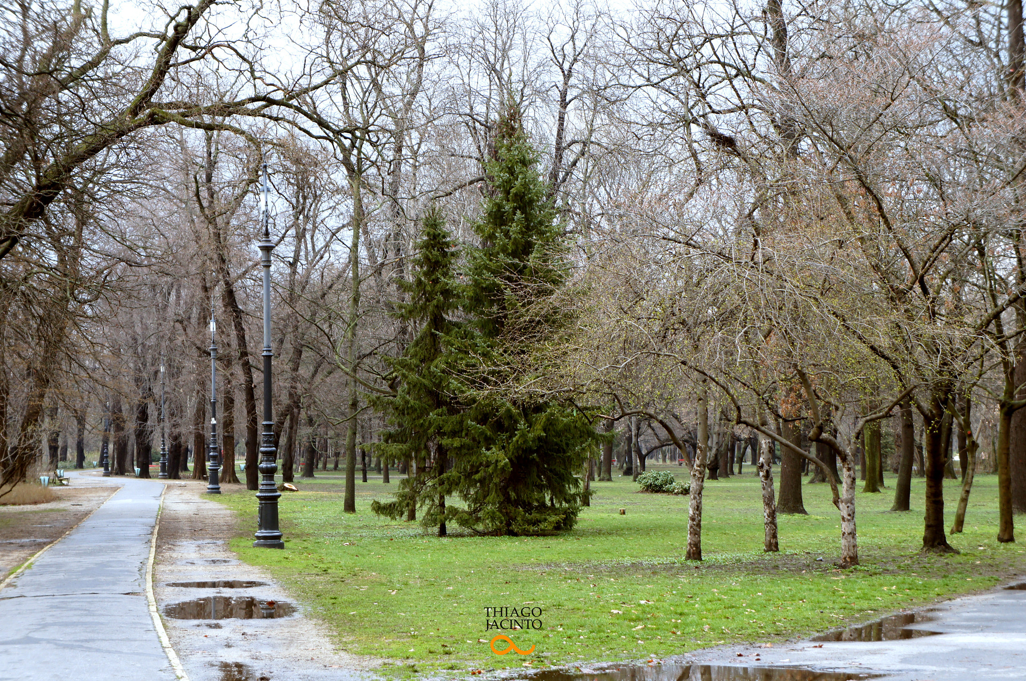 Sony Alpha NEX-C3 sample photo. Trees photography