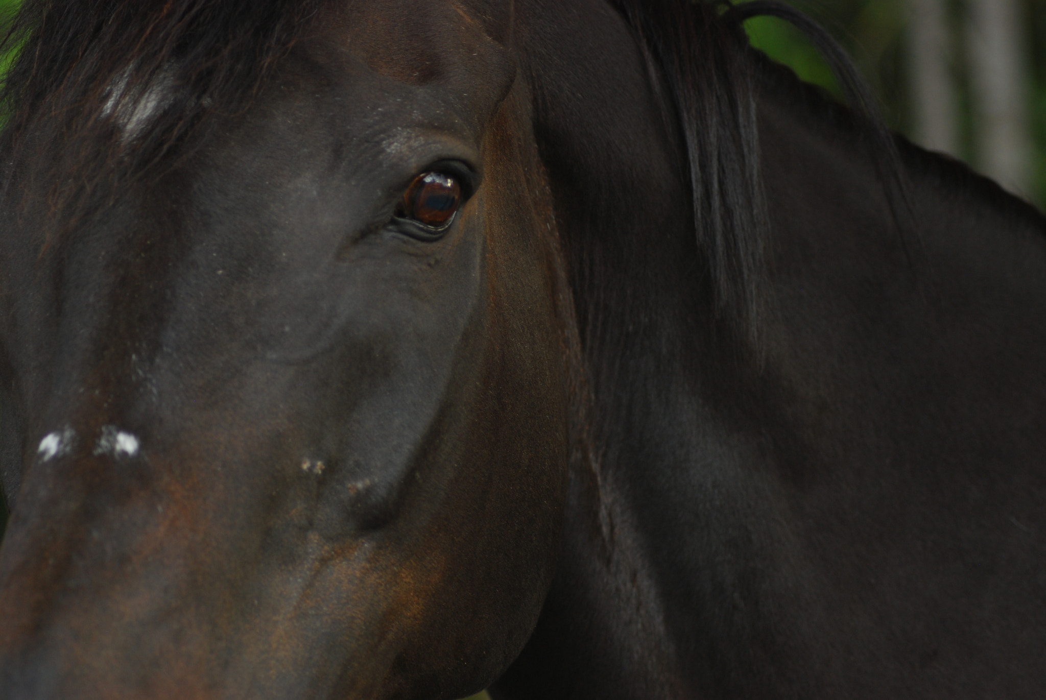 Nikon AF Nikkor 70-300mm F4-5.6G sample photo. Cooper close up photography