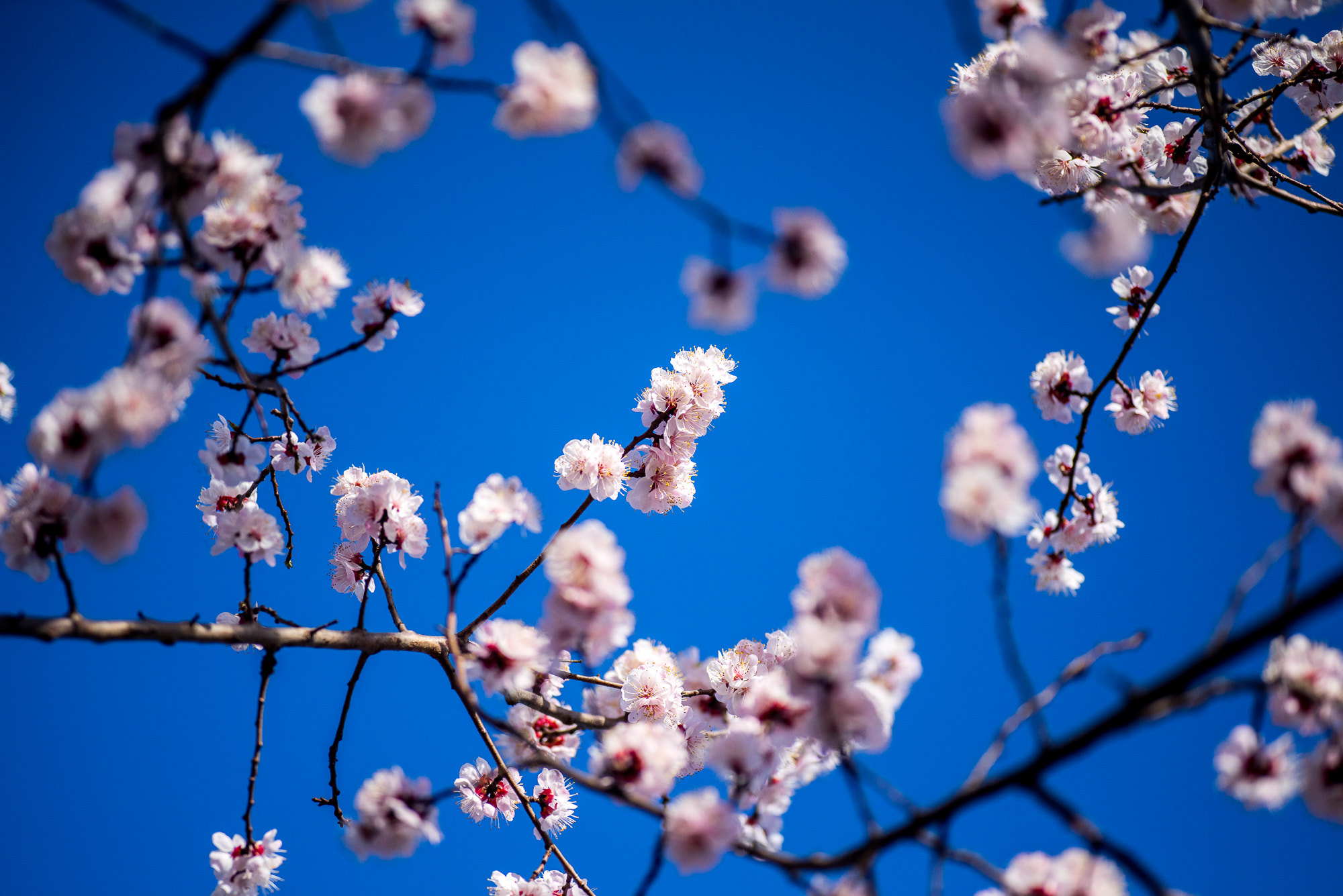Voigtlander Macro APO-Lanthar 125mm F2.5 SL sample photo. 杏花 photography