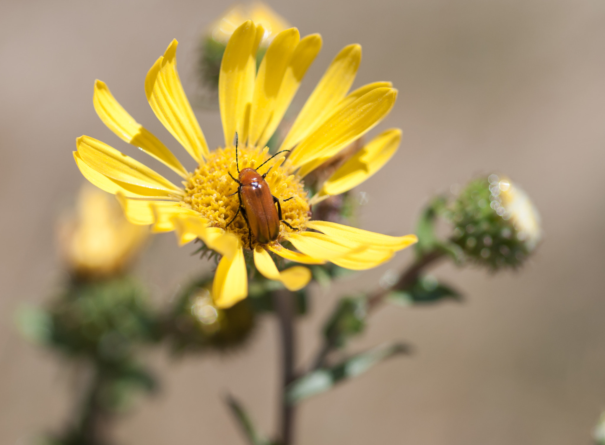 Nikon D90 + Nikon AF Micro-Nikkor 60mm F2.8D sample photo. Brown beetle(?) on flower photography