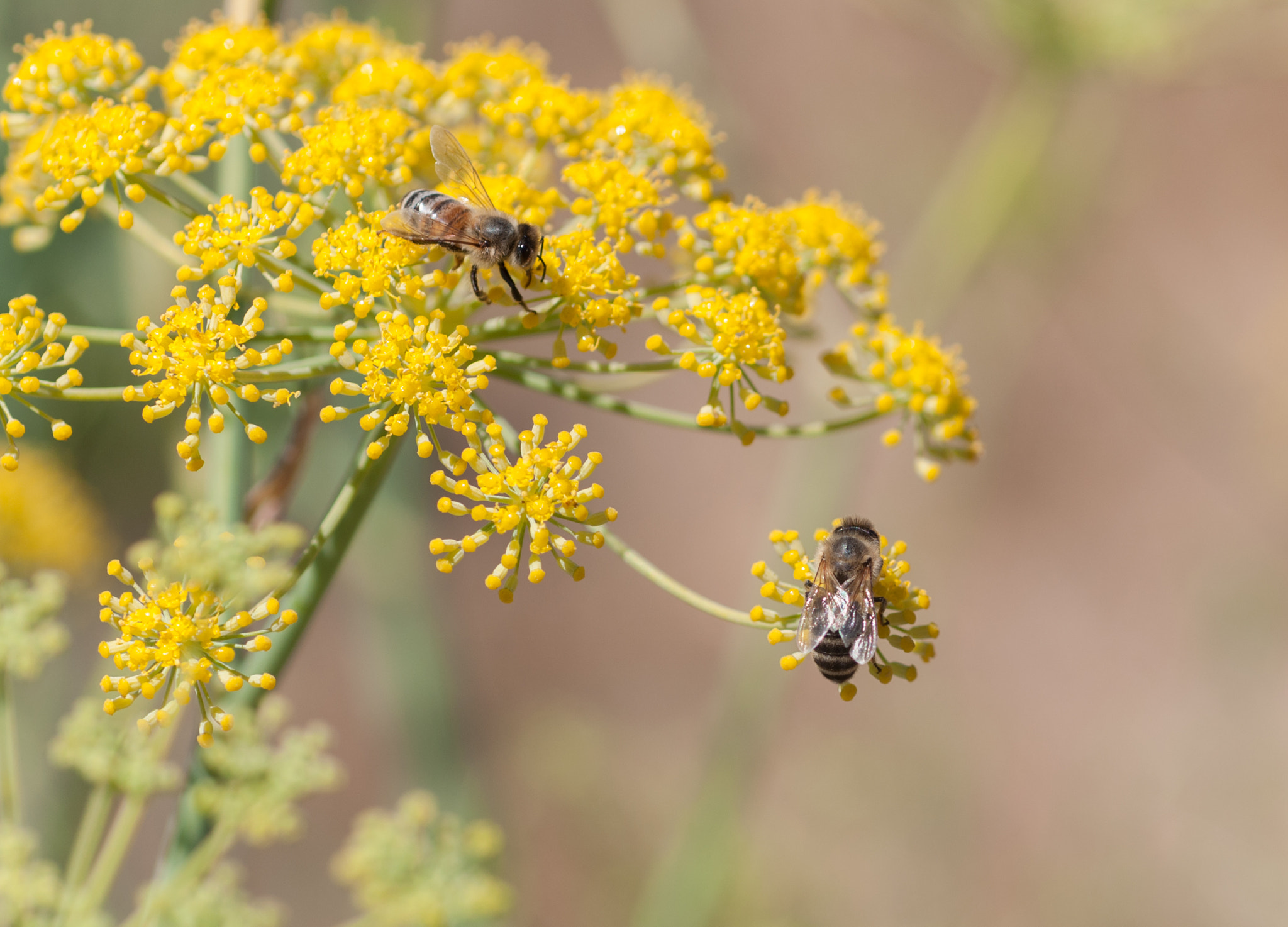 Nikon D90 + Nikon AF Micro-Nikkor 60mm F2.8D sample photo. Honey bees on flowers photography