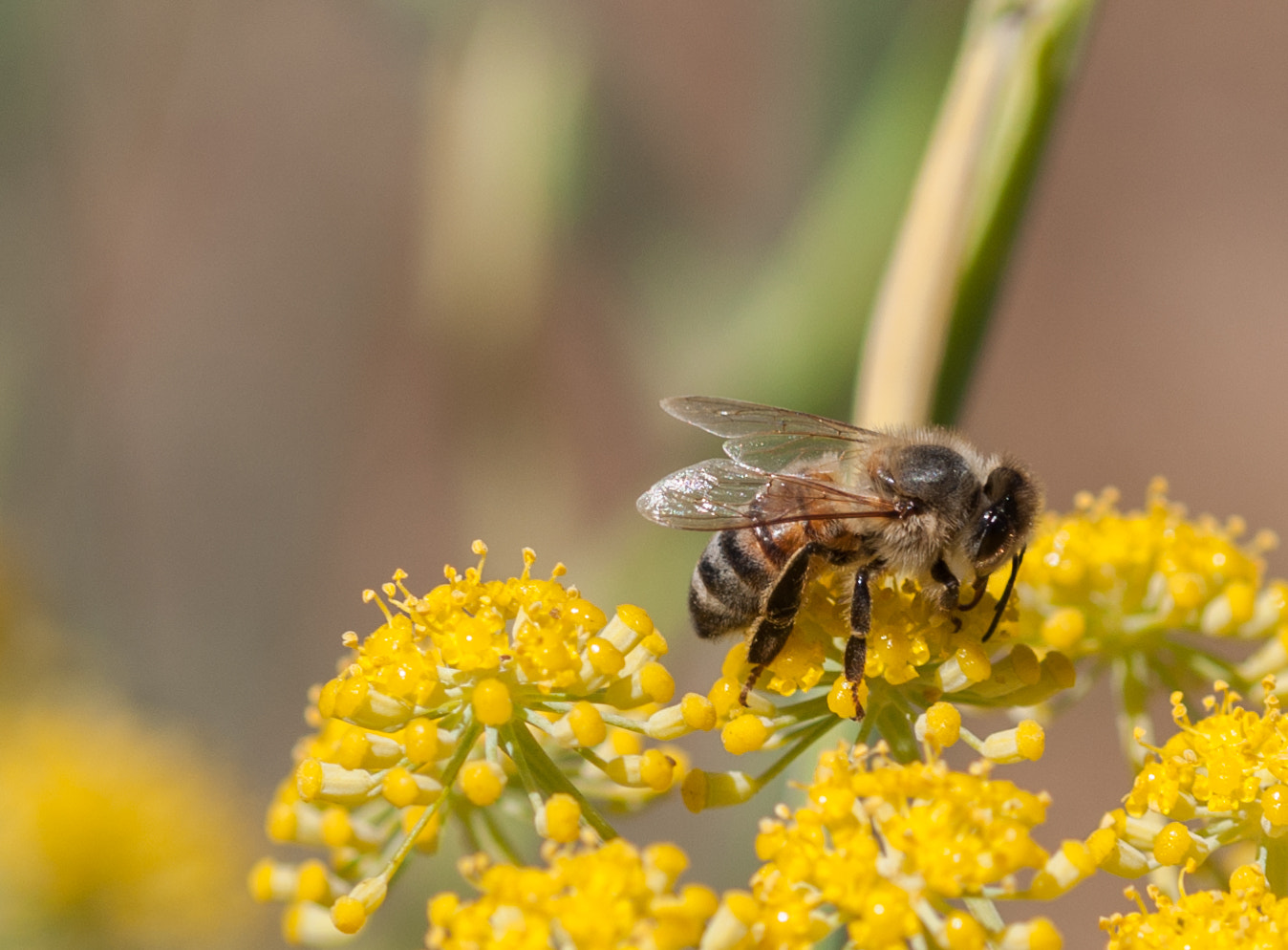 Nikon D90 + Nikon AF Micro-Nikkor 60mm F2.8D sample photo. Honey bee on a flower photography