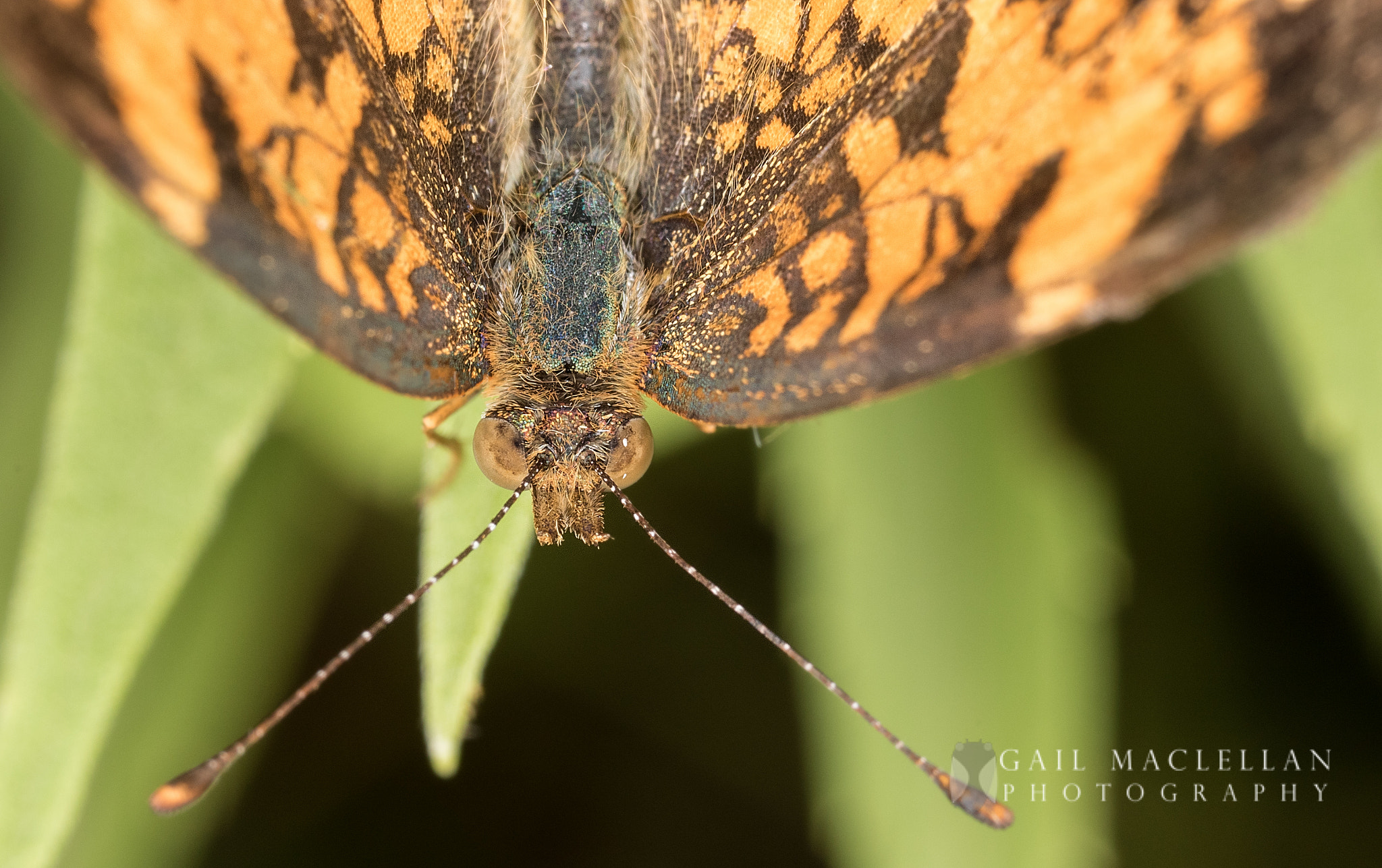 Canon MP-E 65mm F2.5 1-5x Macro Photo sample photo. Butterfly photography
