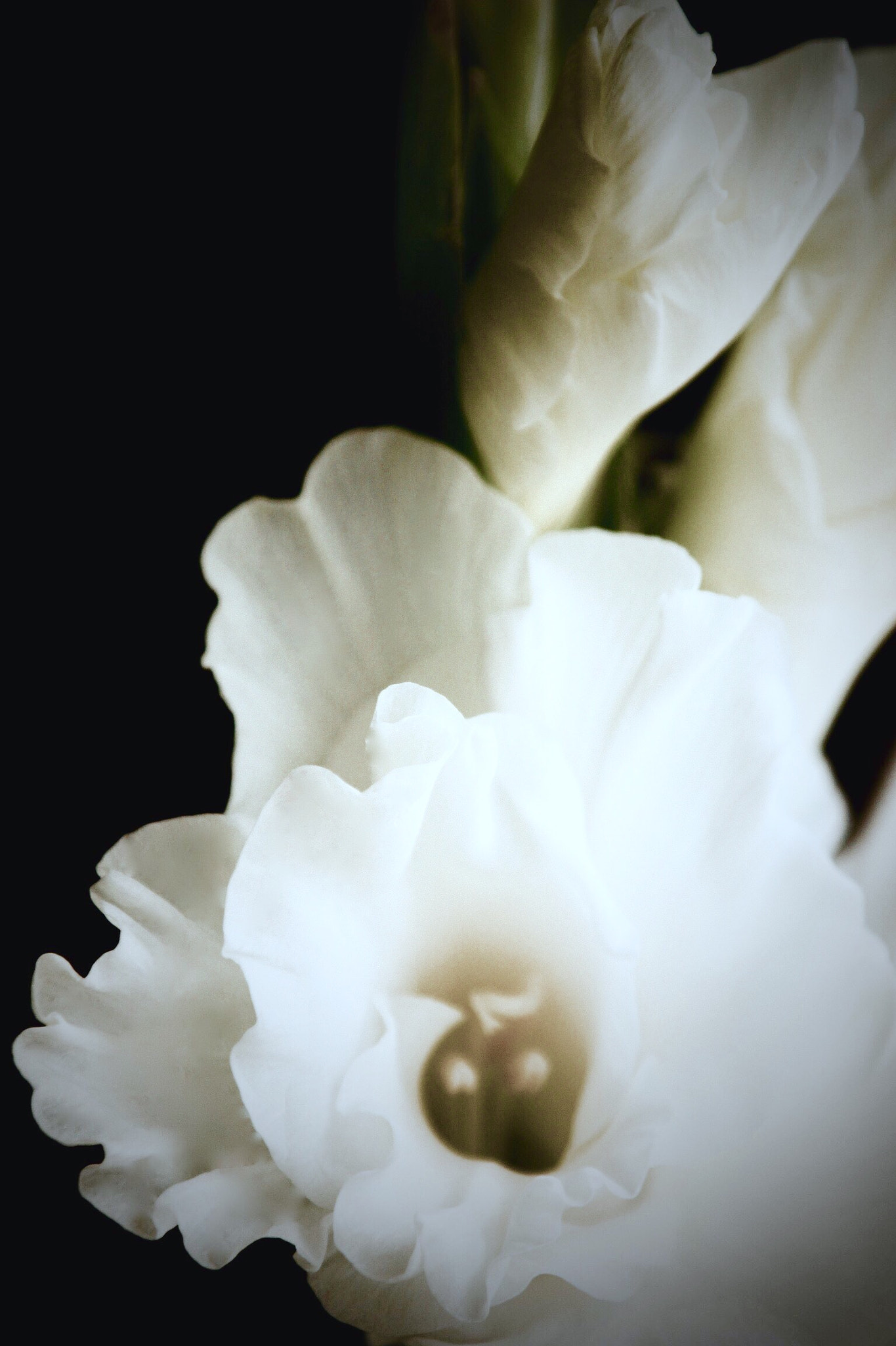 Canon EOS 600D (Rebel EOS T3i / EOS Kiss X5) sample photo. Gladiolus photography