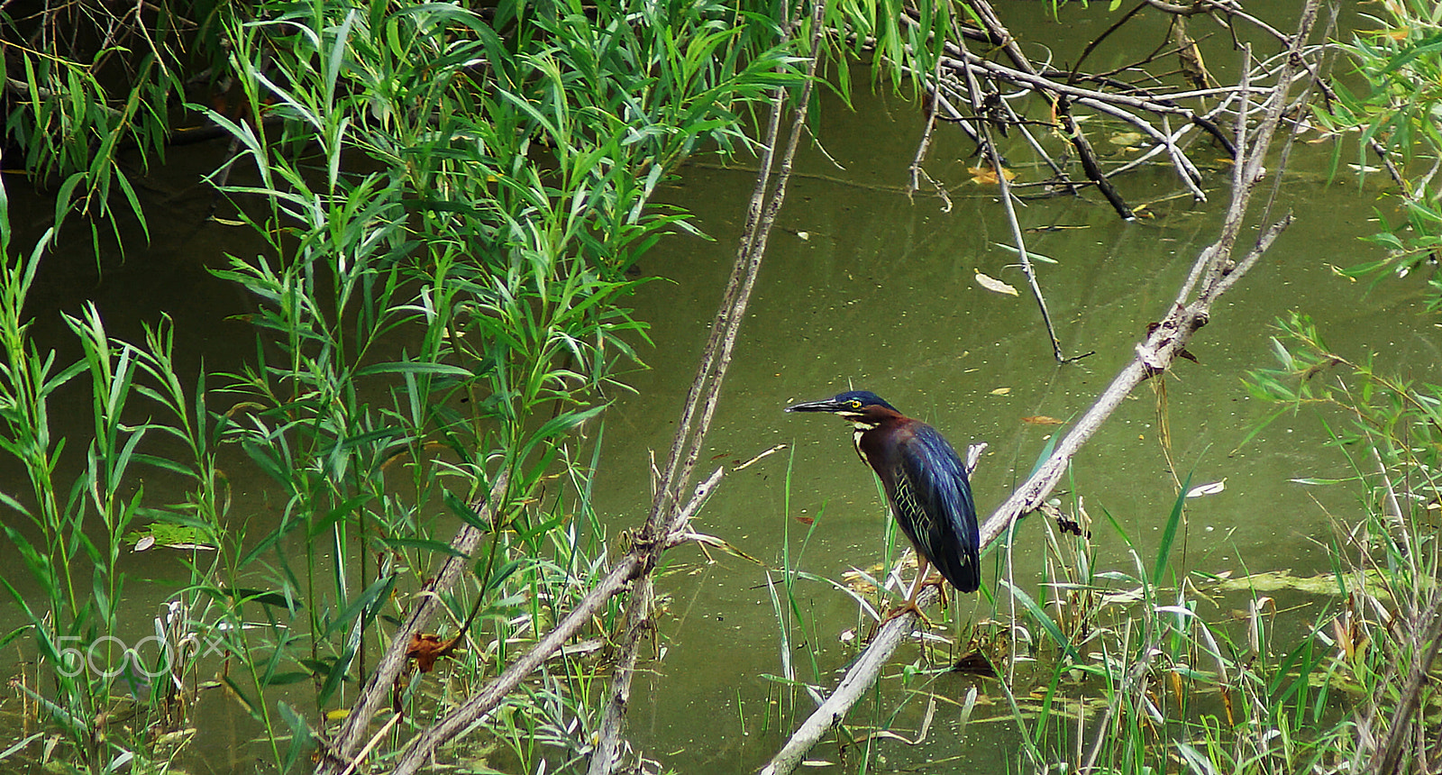 Sony 75-300mm F4.5-5.6 sample photo. Here fishy... photography