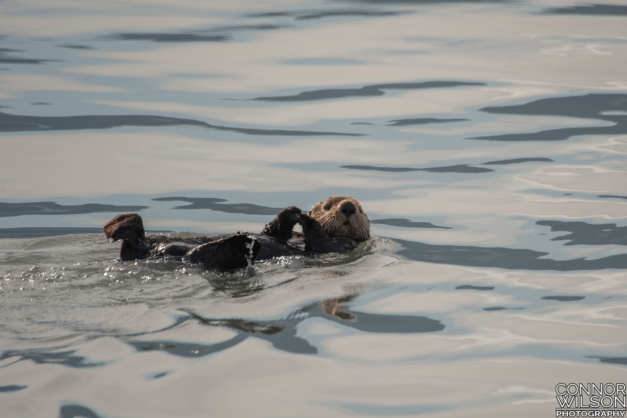 Nikon D3 sample photo. A relaxing swim photography