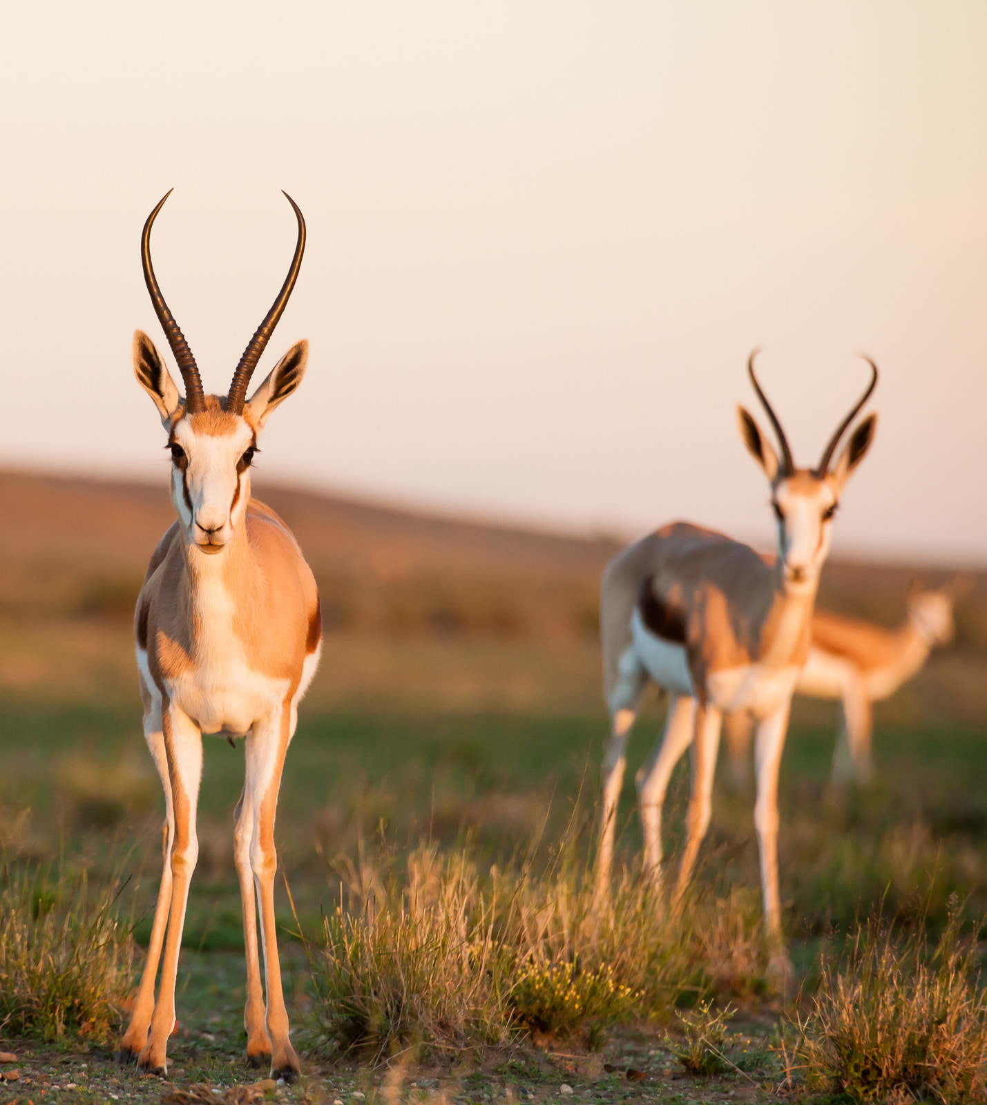 Canon EF 70-200mm F2.8L IS II USM sample photo. Springbok legs photography