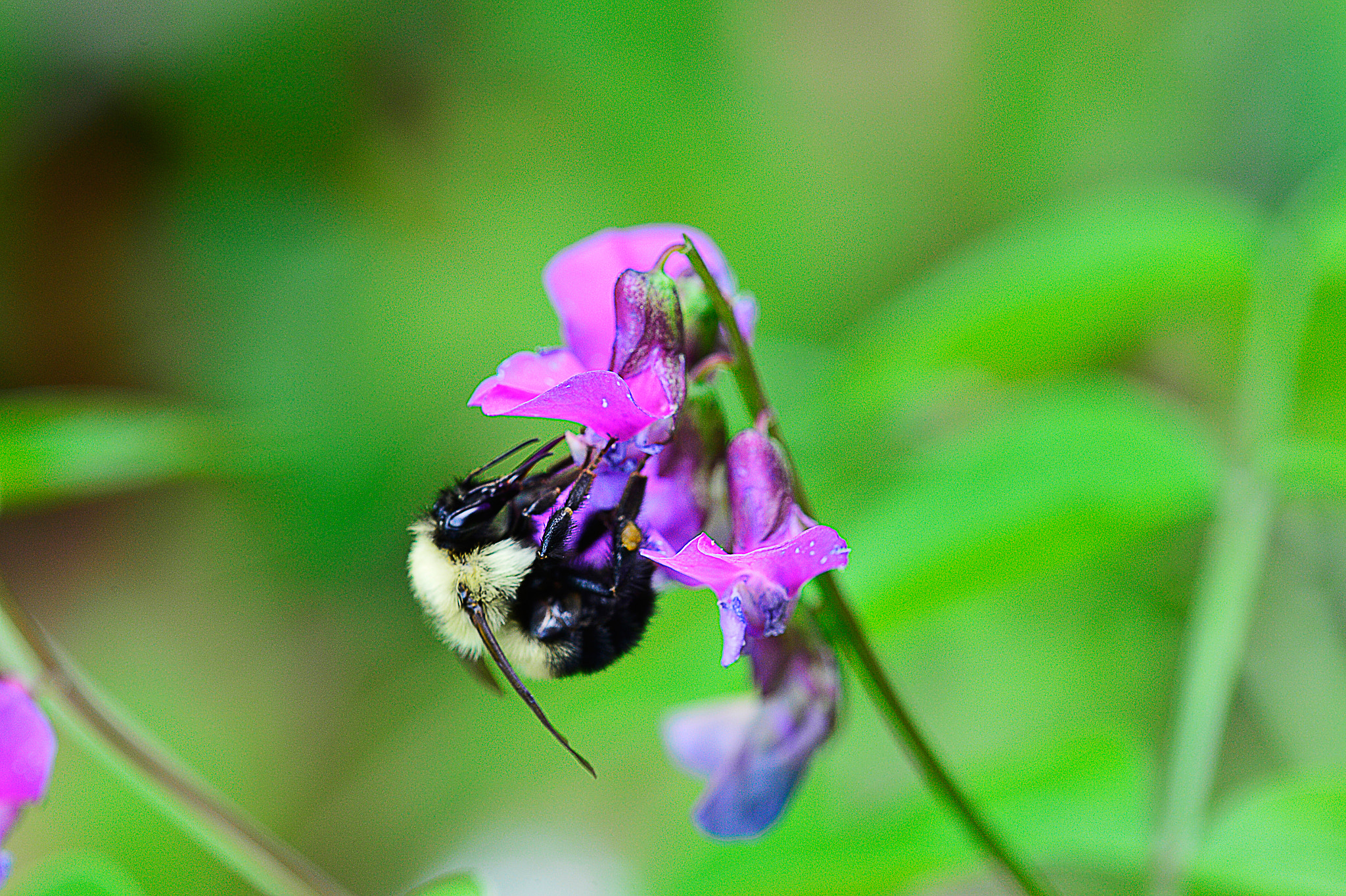 Nikon D4 + Nikon AF Micro-Nikkor 200mm F4D ED-IF sample photo. Pollenator photography