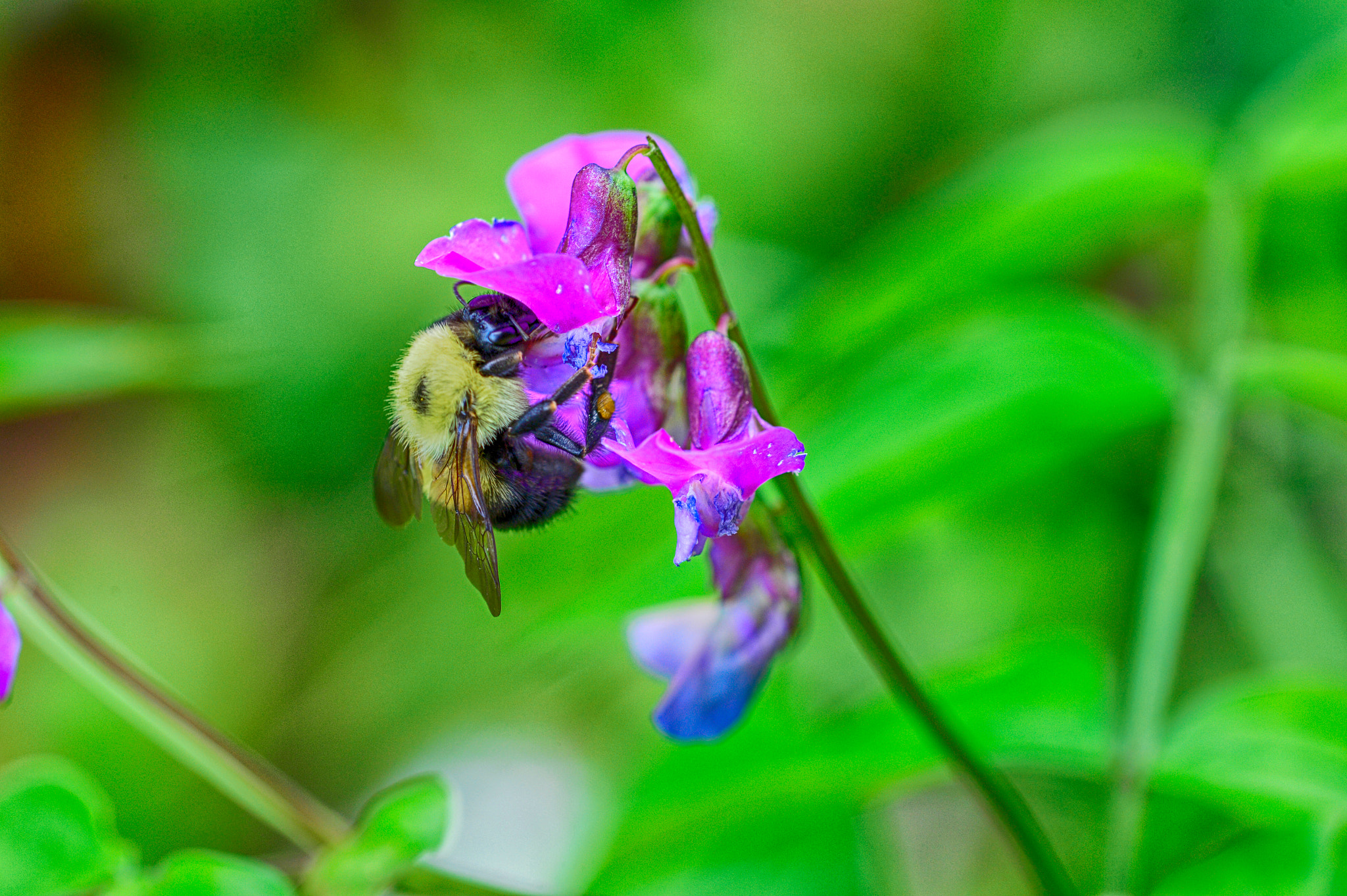 Nikon D4 + Nikon AF Micro-Nikkor 200mm F4D ED-IF sample photo. Typical workday photography