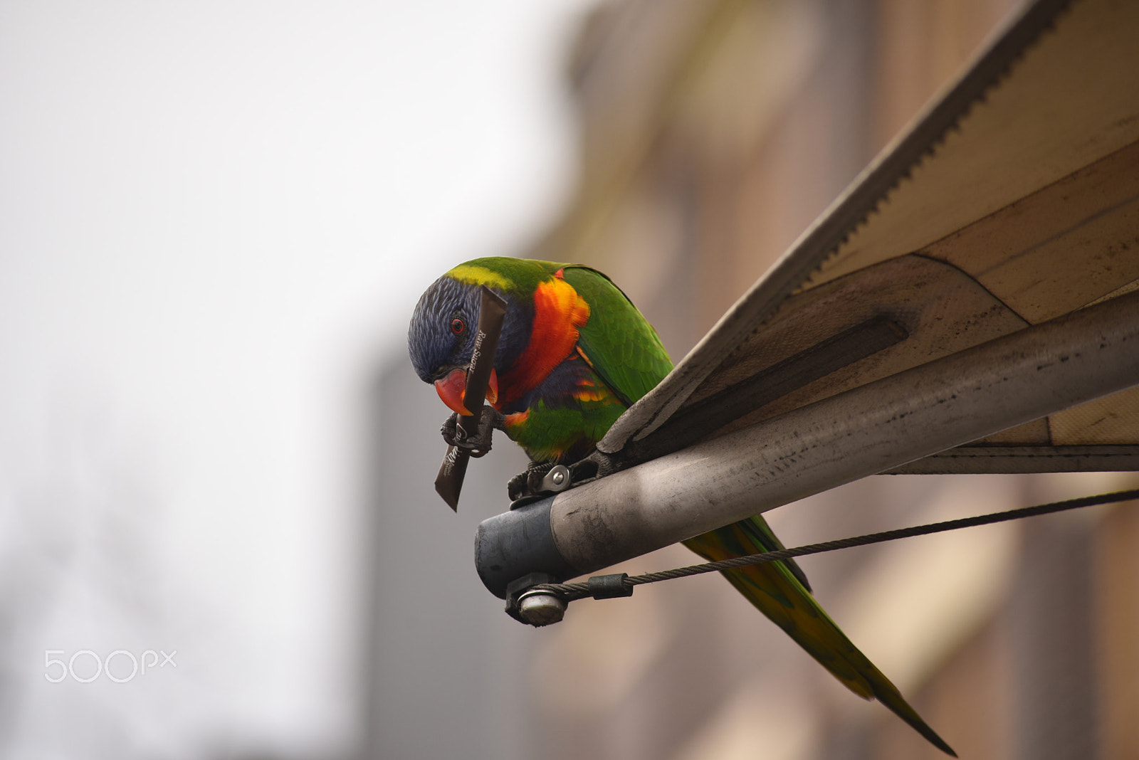 Sigma 70-300mm F4-5.6 APO DG Macro sample photo. Pirate_lorrikeet photography