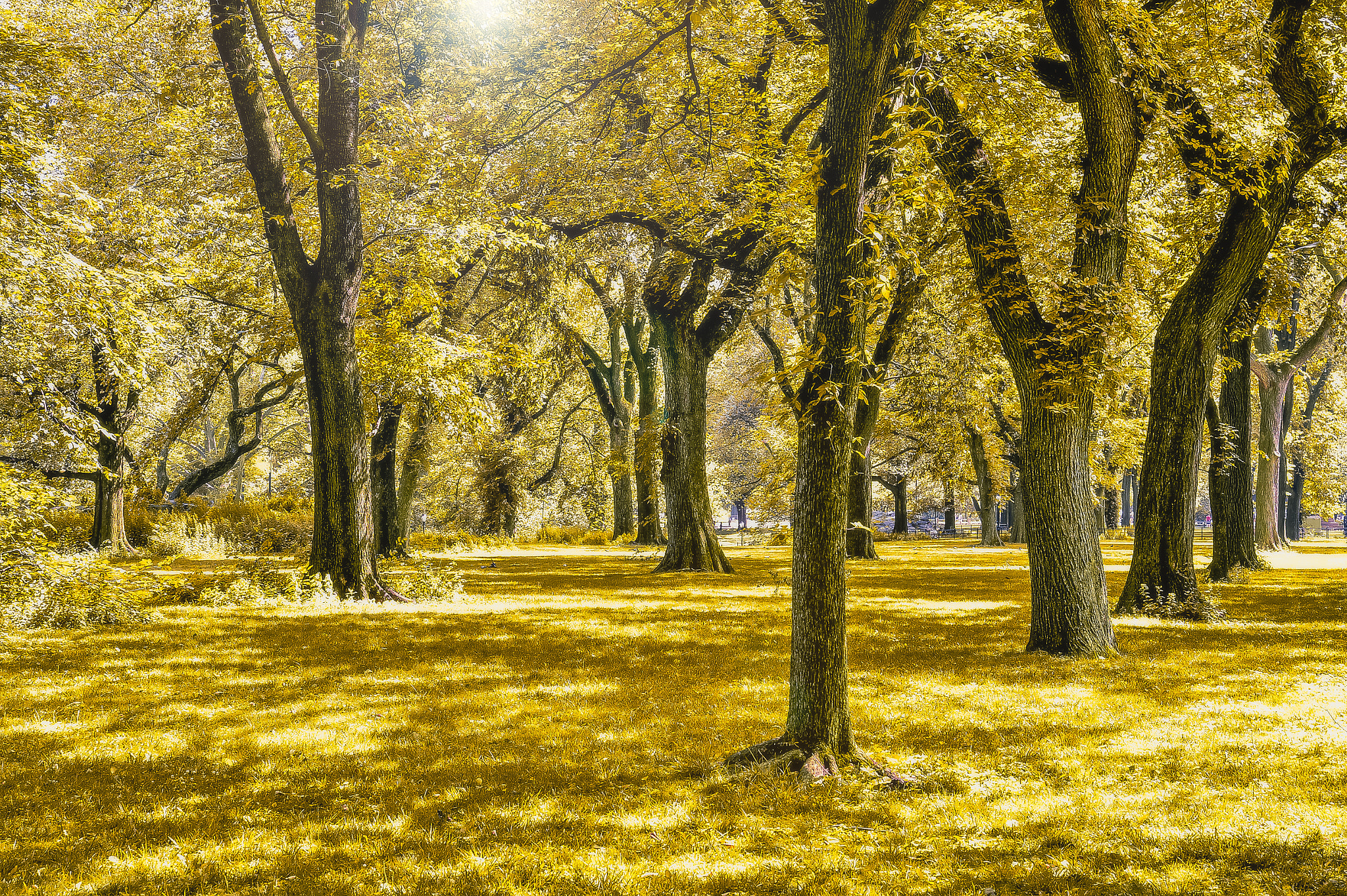 Nikon Df sample photo. Central park photography