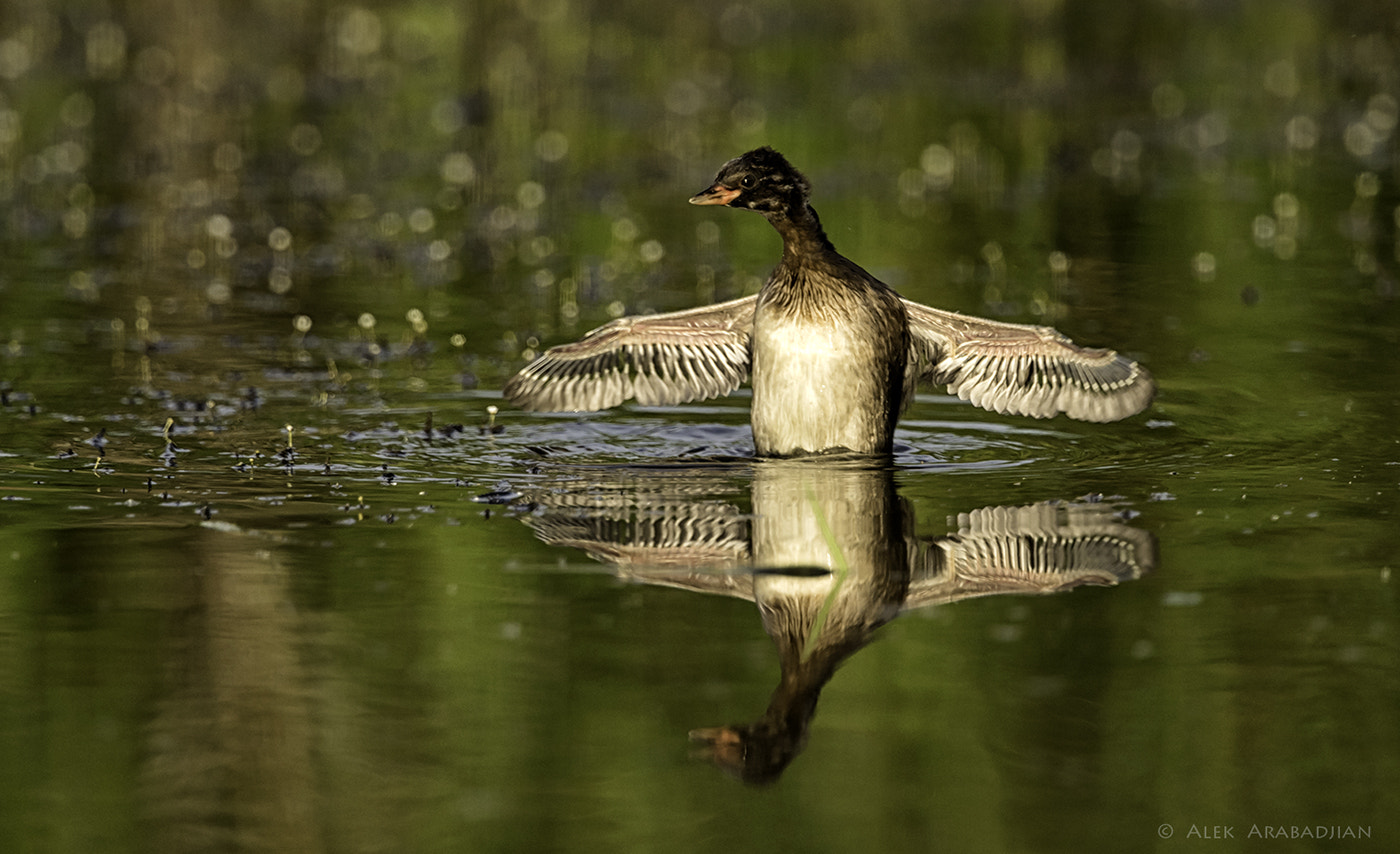 Nikon AF-S Nikkor 400mm F2.8E FL ED VR sample photo. Young and fresh photography