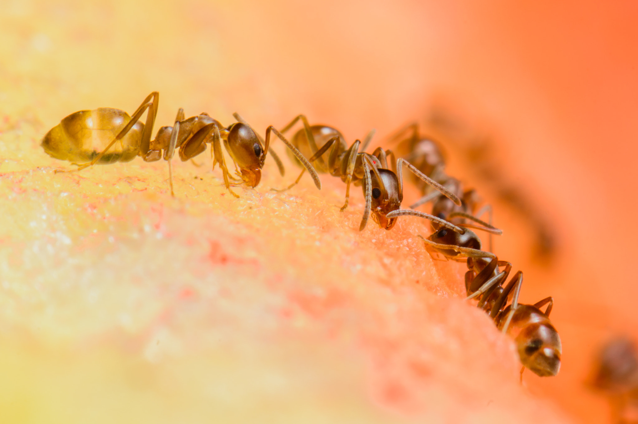 Nikon AF-S Micro-Nikkor 105mm F2.8G IF-ED VR sample photo. The family that eats together... photography