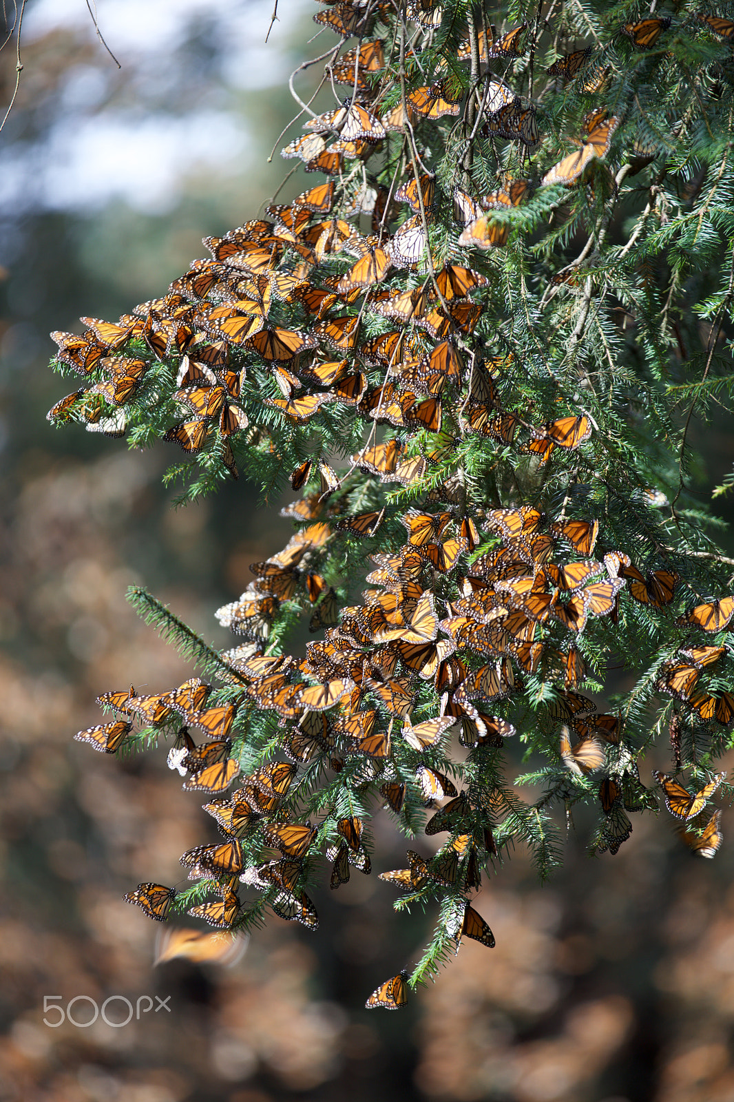 Canon EF 70-200mm F2.8L IS II USM sample photo. Monarch butterflies photography