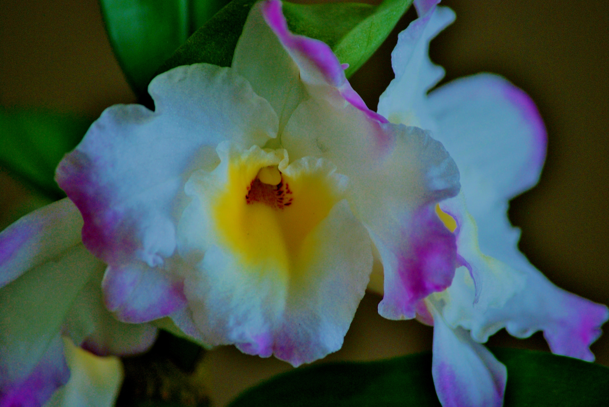 Nikon D60 sample photo. Marie's silky heart emperess orchid. photography