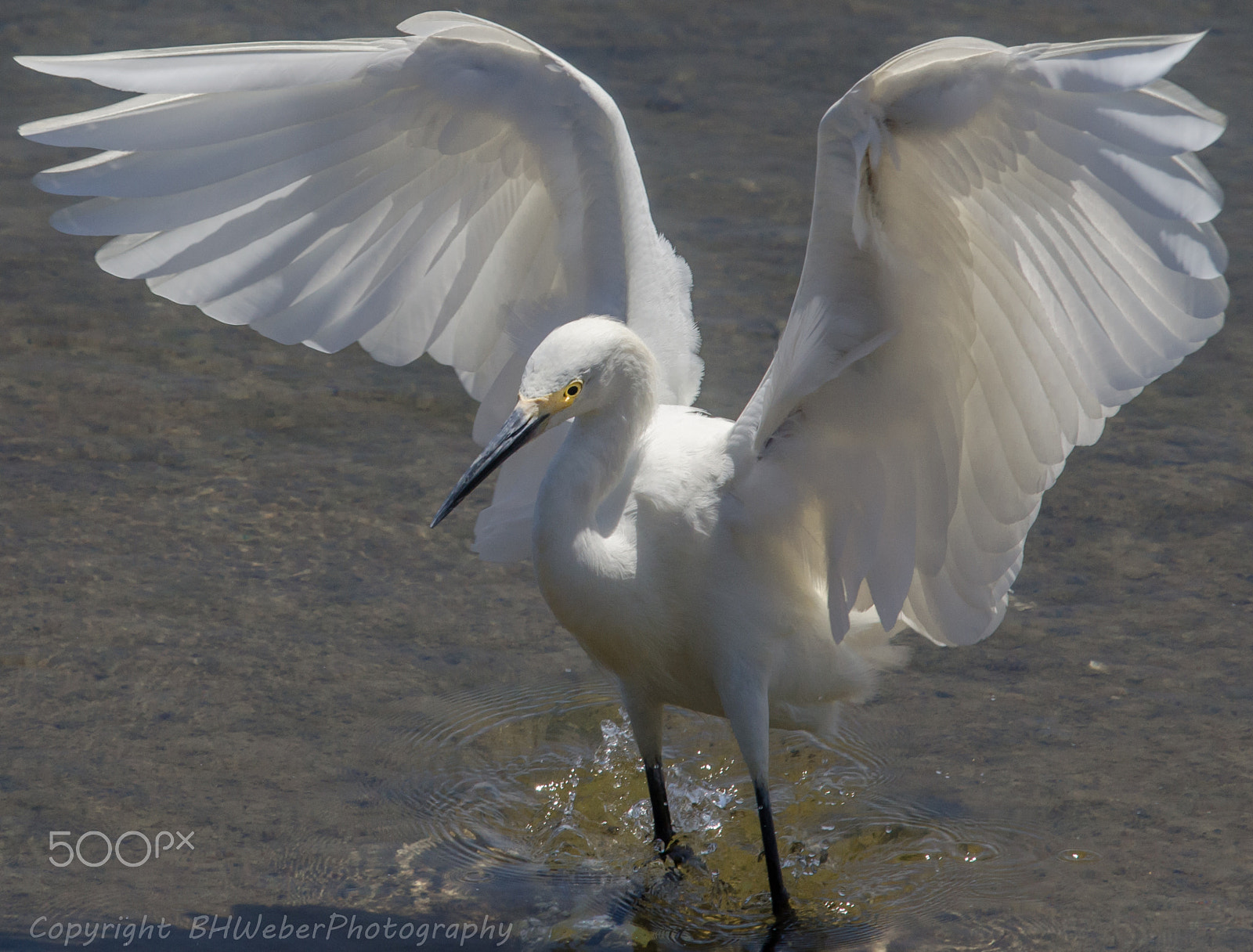Nikon Nikkor AF-S 300mm F4E PF ED VR sample photo. Snowy angel wings photography