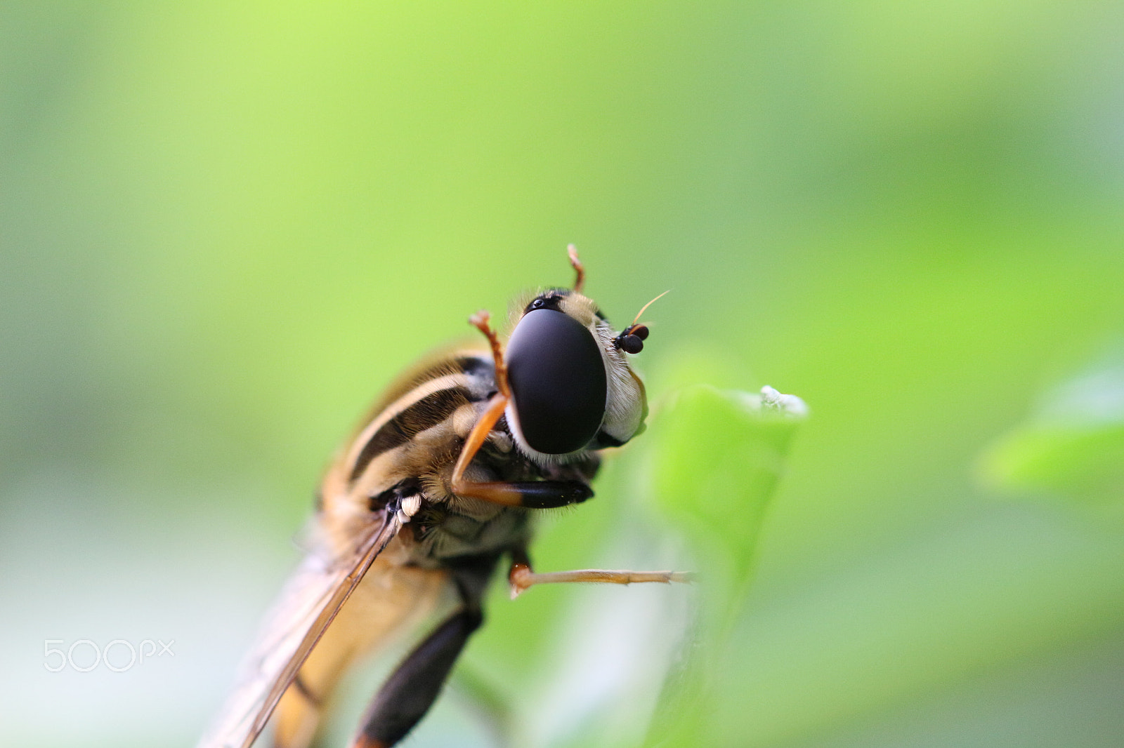 Canon EOS 100D (EOS Rebel SL1 / EOS Kiss X7) + Canon EF 100mm F2.8L Macro IS USM sample photo. Erst mal putzen .... photography