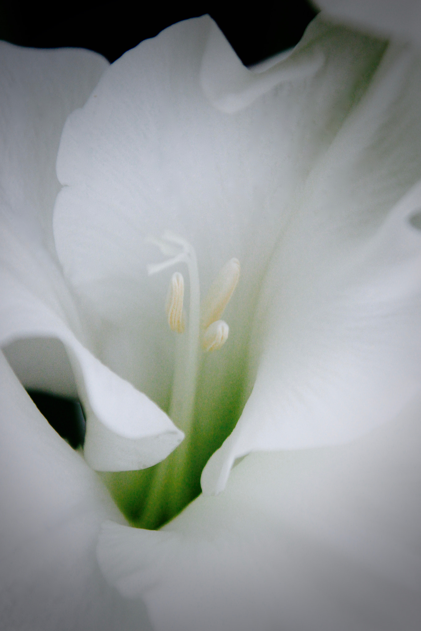 Canon EOS 600D (Rebel EOS T3i / EOS Kiss X5) sample photo. Petal photography