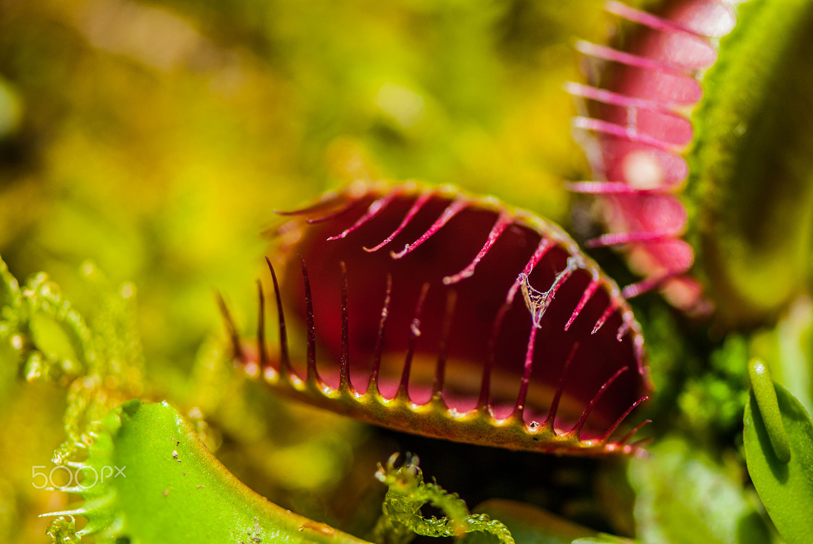 Nikon D200 + Nikon AF-S Micro-Nikkor 105mm F2.8G IF-ED VR sample photo. Foliage plant dionaea muscipula photography