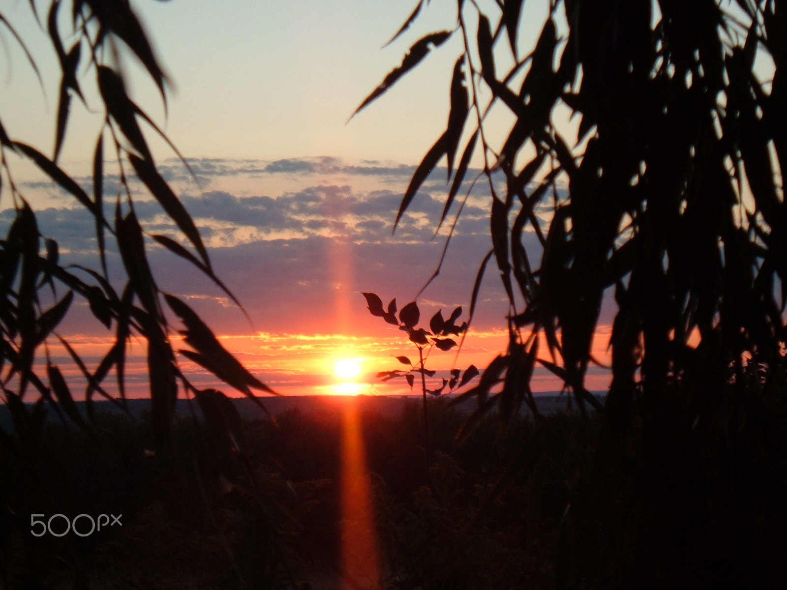 Fujifilm FinePix A330 sample photo. Sunset willow photography