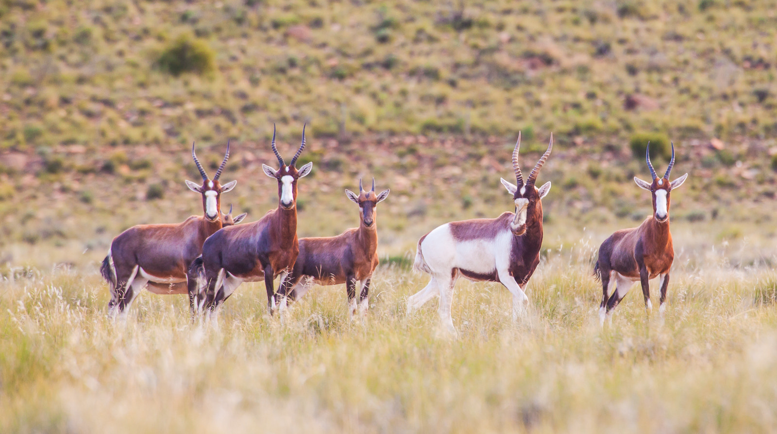 Canon EF 70-200mm F2.8L IS II USM sample photo. White saddleback blesbuck photography