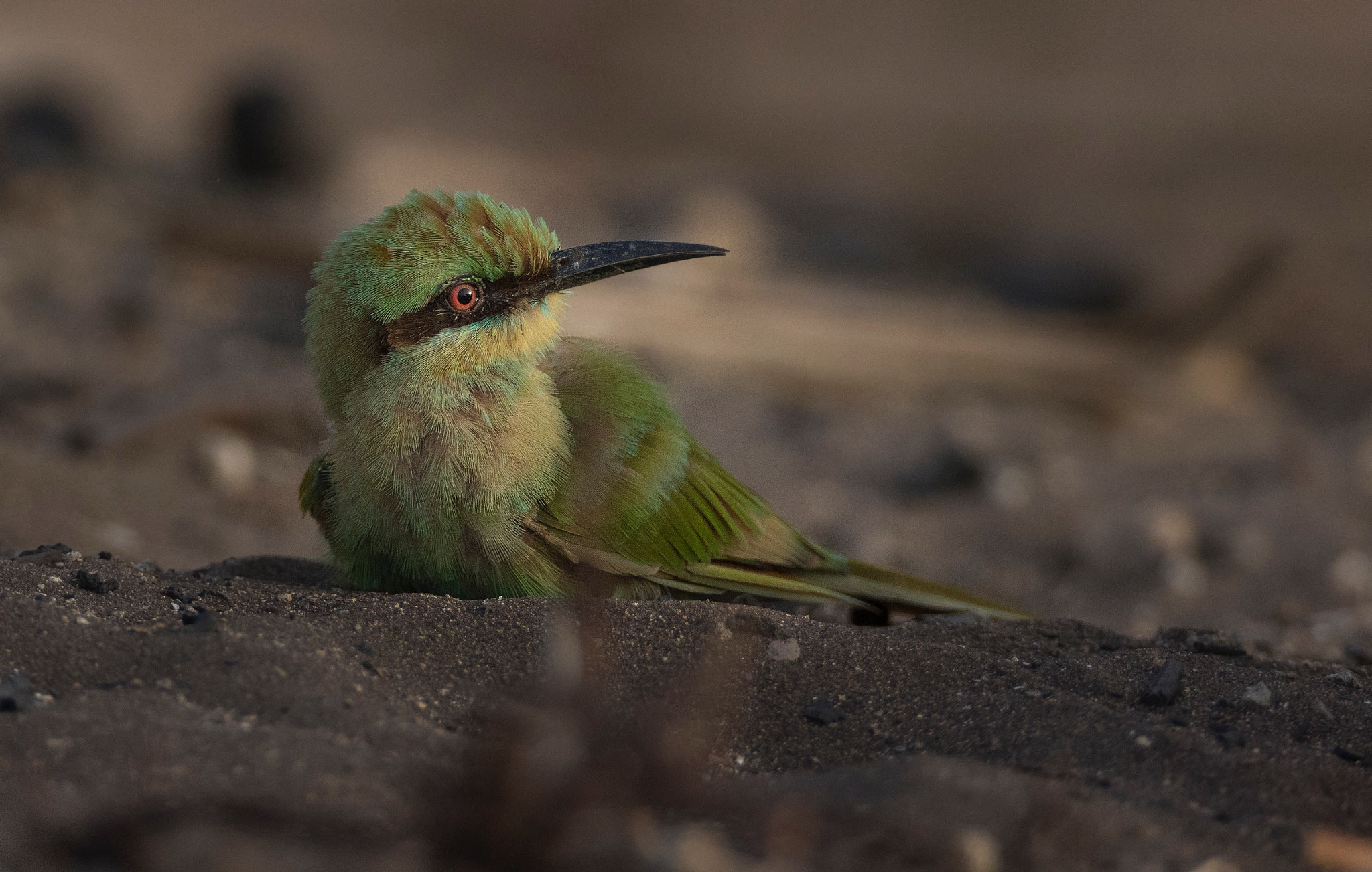 Canon EF 800mm F5.6L IS USM sample photo. Little green bee eater photography