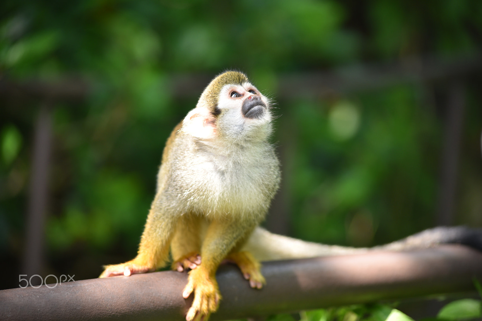 Sigma 70-300mm F4-5.6 APO DG Macro sample photo. Squirrel monkey photography