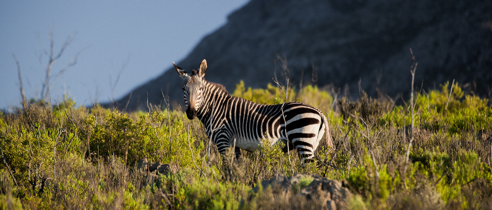 Canon EF 70-200mm F2.8L IS II USM sample photo. Cape mountain zebra photography