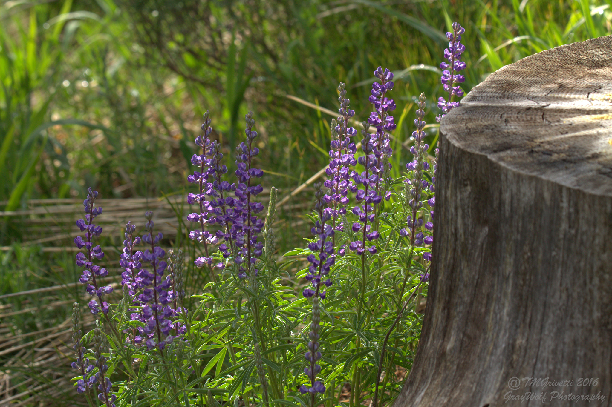 Tamron SP 150-600mm F5-6.3 Di VC USD sample photo. Colorado lupine photography