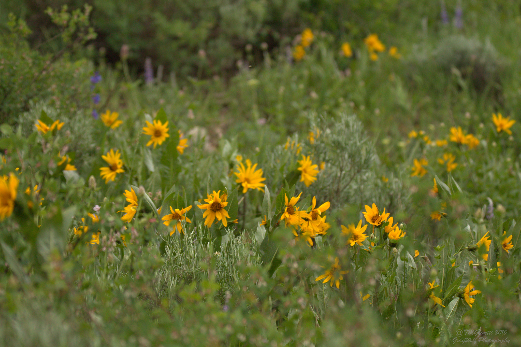 Tamron SP 150-600mm F5-6.3 Di VC USD sample photo. Daisy's unframed photography